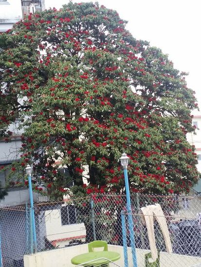 Im Grunde verantwortlich für meine Indien Reisen...Rhododendronbaum in voller Blüte