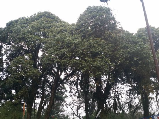 Riesige Rhododendronbäume garnieren den Berg