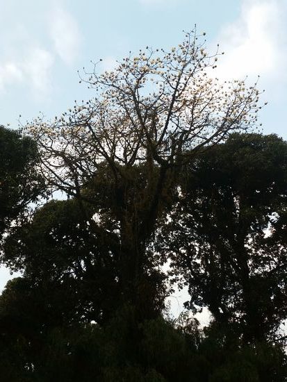 Dazwischen eine große Magnolie