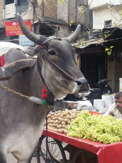 Der Ochse sagt Namaste...and c u