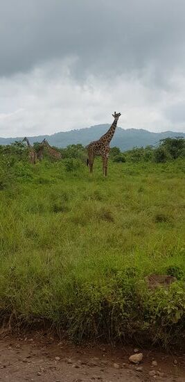 Überrascht sind alle