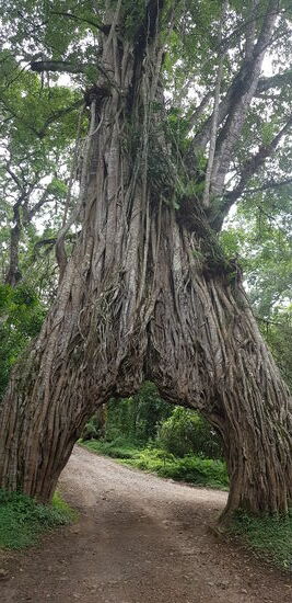 Da geht hier jeder durch. Old Fig Tree