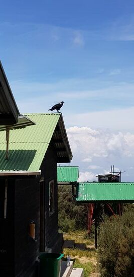 Die Saddle Huts auf 3500m