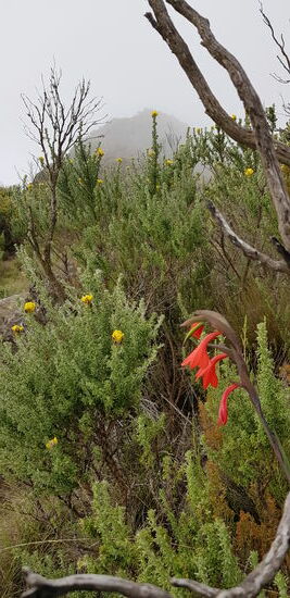 Eine Schönheit am Wegesrand...Berggladiole