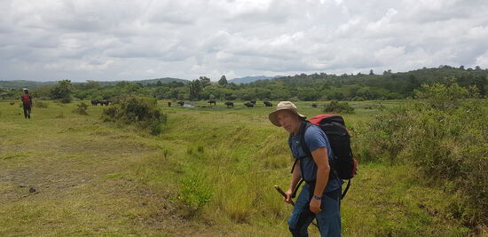 Büffel kreuzen unseren Weg