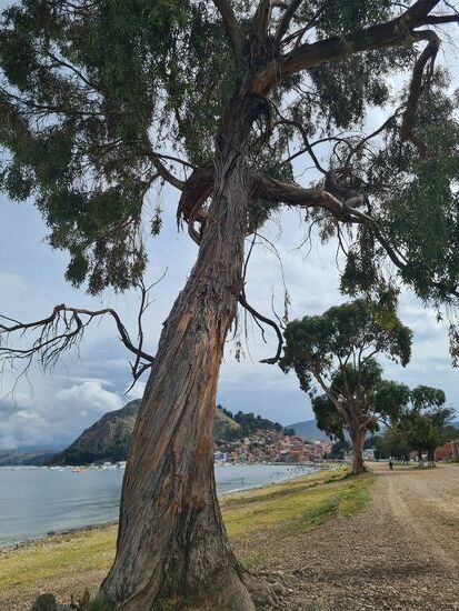 Vorherschende Baumart überall Eukalytus