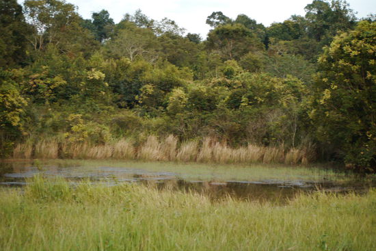 Vielleicht sehen wir hier noch die Elefanten, wenn sie zum Wasser trinken herkommen?