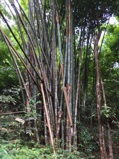 Giant-Bambus