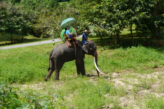im Lampang Thai Elephant Conservation Center