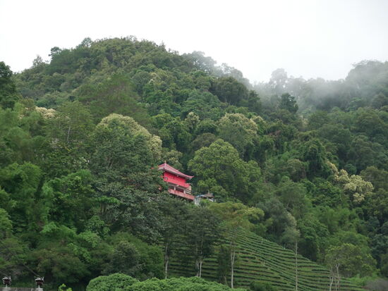 In Mae Salong (1400 müM) - kühl und wolkenverhangen. Das tut gut nach den heissen Tagen vorher!