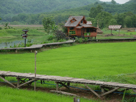 Reisfeld in der Ebene - gerade eben angepflanzt.