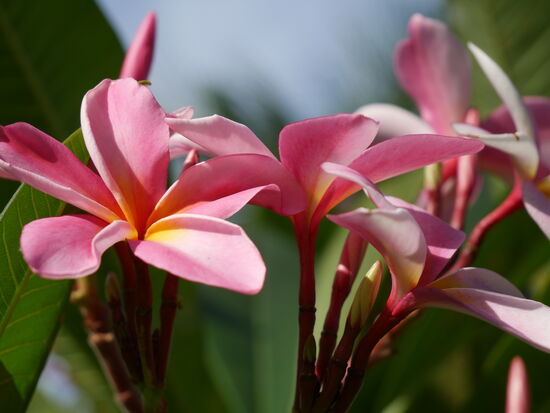 Frangipani