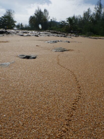 ...und Thailand hat in uns Spuren hinterlassen. Wir sind sehr beschenkt worden, einmal mehr. Es waren wundervolle, wunderbare, wunderschöne Ferien! Mit einem reichen Schatz an Erlebnissen gehen wir nach Hause.