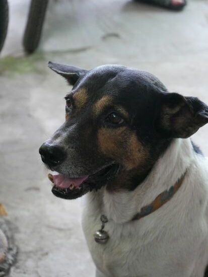 Der Hund, der auch in die Kirche kommt!