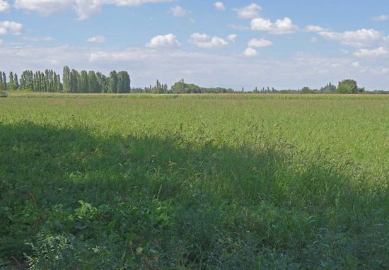 Könnte auch am Niederrhein sein