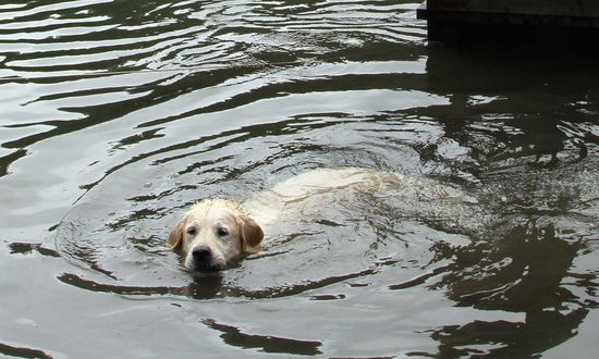 Chico in seinem Element