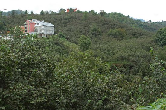 Mit Haselnusssträuchern bewachsene Hügel