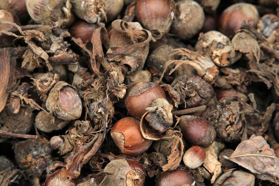 Haselnüsse - ein wichtiges Exportgut