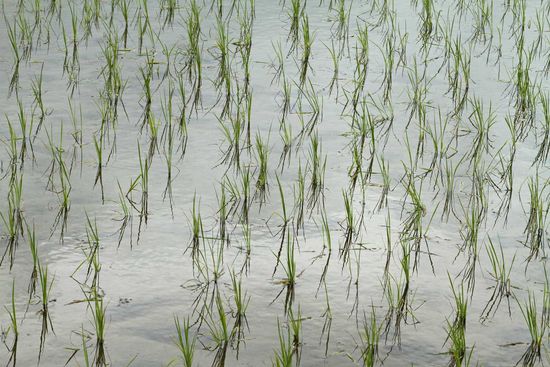Jeder Setzling wird einzeln gepflanzt