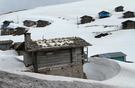 Aus dem Schnee erwacht