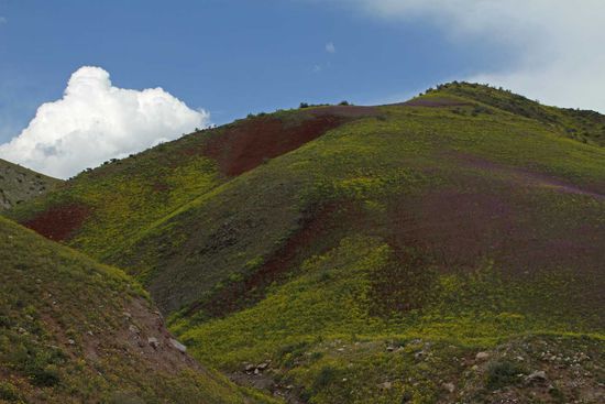Blühendes Senfblüten-Meer