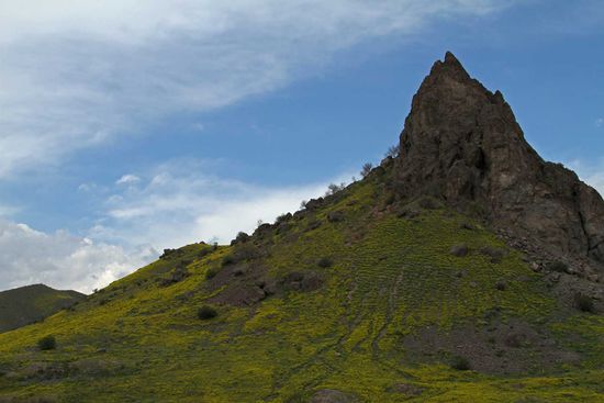 Blühendes Senfblüten-Meer