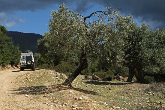 Durch Olivenhaine führt uns die Piste durch die Berge