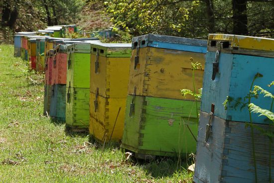 Bienenstöcke begleiten unseren Weg