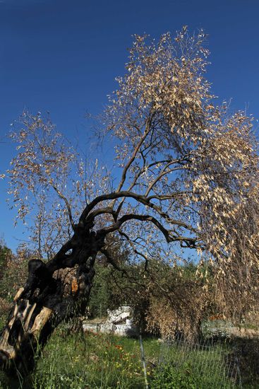 2016 wurde Thassos von einem schweren Waldbrand heimgesucht. Viele der Olivenbäume sind davon gezeichnet.
