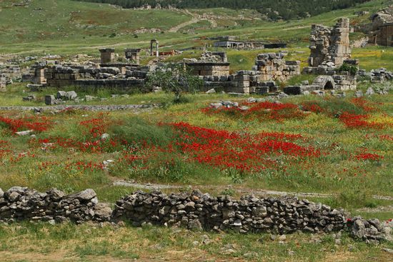 Eingebettet in ein Blütenmeer