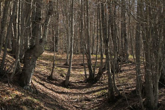 Von zartem Grün noch keine Spur