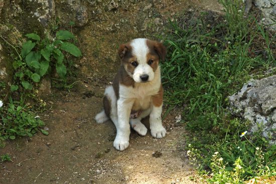Dieses kleine Kerlchen begleitete uns auf der Besichtigung und wir hätten ihn am liebsten mitgenommen.