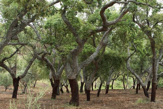 Korkeichenwälder