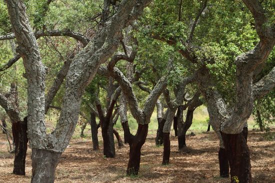 Korkeichenwälder