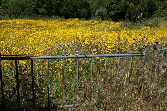 Die kleine Straße führt vorbei an blühenden Wiesen