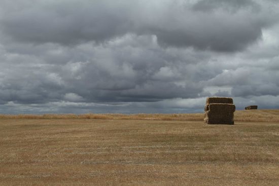Riesige abgeerntete Kornfelder
