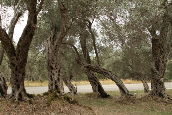 Olivenhain von Valdanos