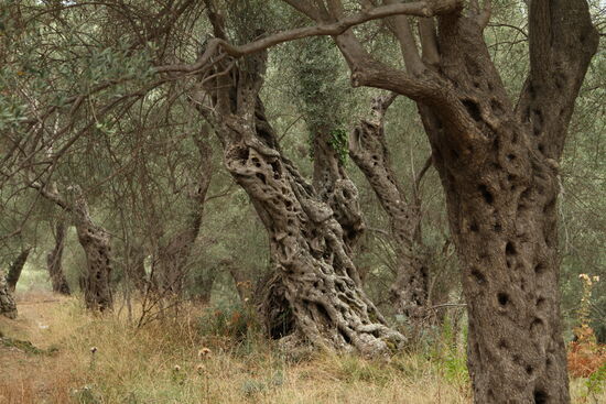 Olivenhain von Valdanos