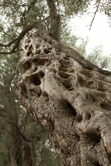 Olivenhain von Valdanos