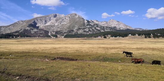 Graslandschaft in der Nähe des Ortes Zabljek