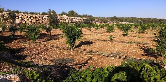 Neue Terrasssenfelder