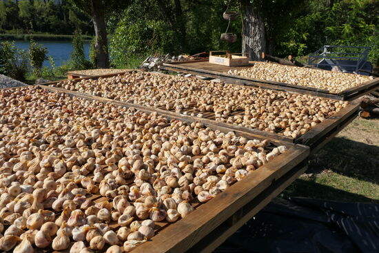 Der Trocknungsprozeß