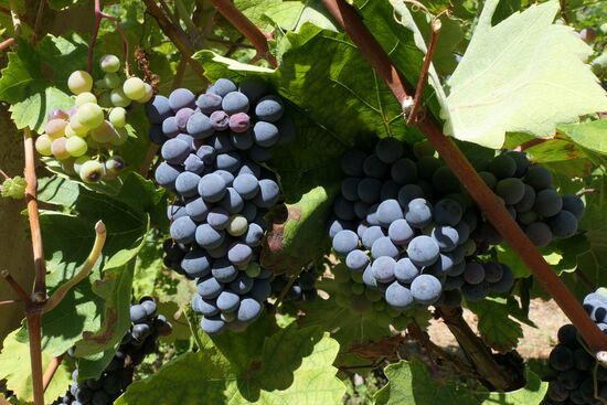 Im Tal von Stasevica