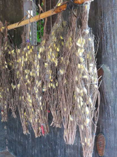 Verpuppte Seidenraupen