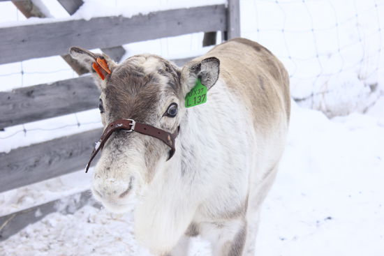 Junges Ren (auf der Rentier-Farm)