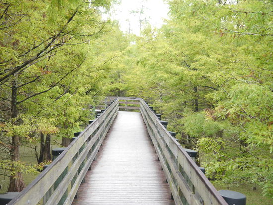Auf Stegen ging es durch das naturbelassene Sumpfgebiet.