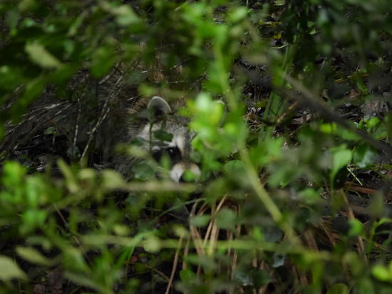 Na wer guckt denn da? ....ein Waschbär 