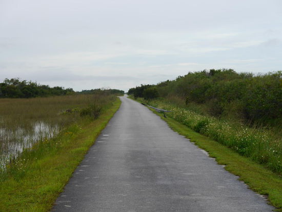 Die Möglichkeit Alligatoren hautnah zu erleben.