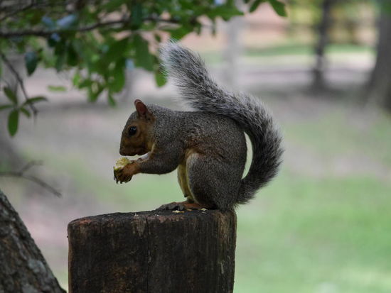 Ein etwas anderer "Einwohner"