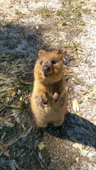 Ein süßer kleiner Quokka. Es gibt ganz viele von denen auf Rottnest Island. Sie haben immer ein Lächeln auf dem Gesicht. 
